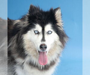 - Mix Dogs for adoption in Pasadena, CA, USA