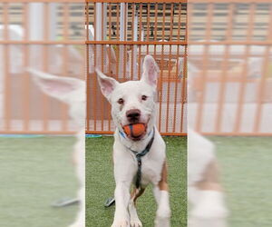 Bullboxer Pit Dogs for adoption in Las Vegas, NV, USA