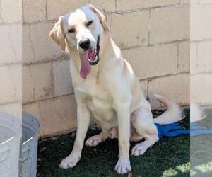 Mutt Dogs for adoption in Rockwall, TX, USA