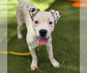 Dalmatian-Unknown Mix Dogs for adoption in Las Vegas, NV, USA
