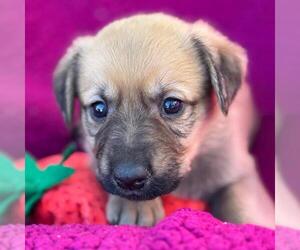 Labrador Retriever-Unknown Mix Dogs for adoption in San Diego, CA, USA