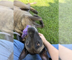 Mutt Dogs for adoption in Imlay City, MI, USA
