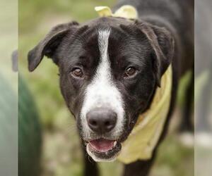 Labrador Retriever-Unknown Mix Dogs for adoption in Rosenberg, TX, USA