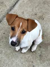 Jack Russell Terrier Dogs for adoption in Buffalo, NY, USA