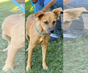 Mutt Dogs for adoption in Little Rock, AR, USA