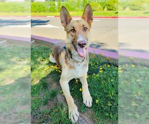 German Shepherd Dog-Siberian Husky Mix Dogs for adoption in Sacramento, CA, USA