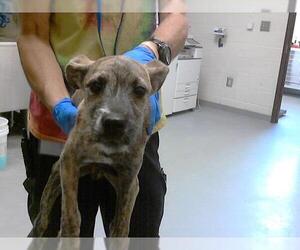 Rat Terrier-Unknown Mix Dogs for adoption in Fayetteville, NC, USA