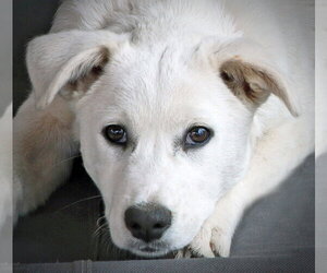 Medium Photo #4 Mutt Puppy For Sale in Hoffman Estates, IL, USA