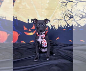 Mutt Dogs for adoption in Mundelein, IL, USA