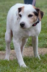 Jack Russell Terrier Dogs for adoption in Columbus, GA, USA