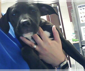 Labrador Retriever-Unknown Mix Dogs for adoption in Fayetteville, NC, USA