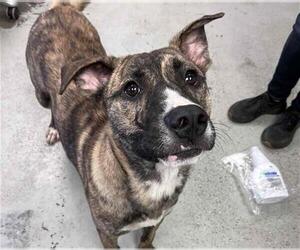 Akita-Unknown Mix Dogs for adoption in Stockton, CA, USA