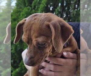 Chiweenie Dogs for adoption in Mukwonago, WI, USA
