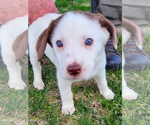 Golden Retriever-Unknown Mix Dogs for adoption in Des Moines, IA, USA