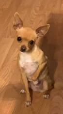 Chihuahua Dogs for adoption in Anchorage, AK, USA