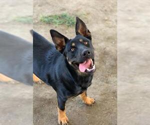 Rottweiler-Unknown Mix Dogs for adoption in Riverside, CA, USA