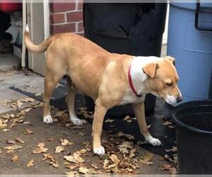 Mastador Dogs for adoption in New Hampton, NY, USA