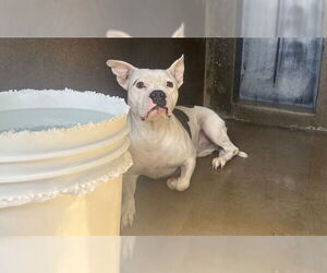 American Pit Bull Terrier Dogs for adoption in San Bernardino, CA, USA