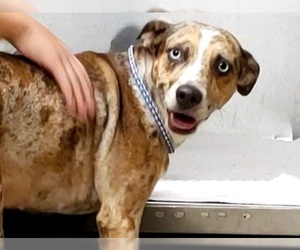 Catahoula Leopard Dog Dogs for adoption in Tavares, FL, USA