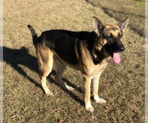 German Shepherd Dog-Unknown Mix Dogs for adoption in Oxford, MS, USA