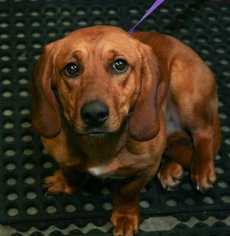 Basset Hound Dogs for adoption in Woodside, NY, USA