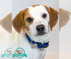 Beagle-Unknown Mix Dogs for adoption in Kennesaw, GA, USA