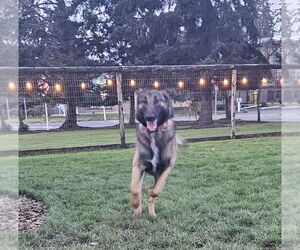 Mutt Dogs for adoption in Imlay City, MI, USA