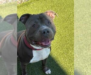 American Staffordshire Terrier Dogs for adoption in Fayetteville, NC, USA