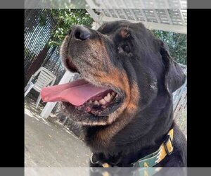 Rottweiler Dogs for adoption in Alameda, CA, USA