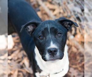 Border Collie Dogs for adoption in Opelika, AL, USA