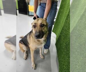 German Shepherd Dog Dogs for adoption in Temple, TX, USA