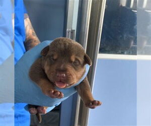 German Shepherd Dog Dogs for adoption in San Bernardino, CA, USA