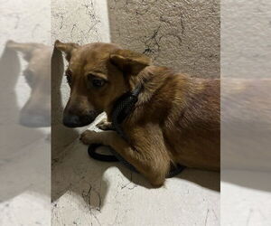 Australian Kelpie-Unknown Mix Dogs for adoption in Louisville, KY, USA