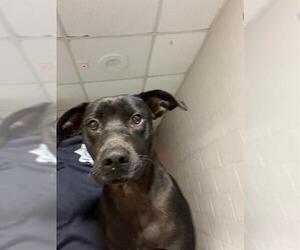 Labrador Retriever-Unknown Mix Dogs for adoption in Augusta, GA, USA