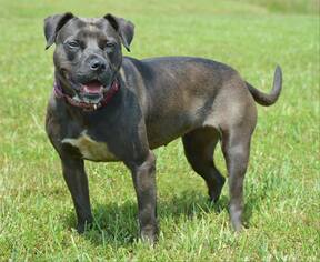 American Pit Bull Terrier Dogs for adoption in Ashland, KY, USA