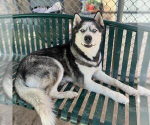 Siberian Husky Dogs for adoption in Modesto, CA, USA