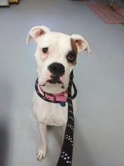 Boxer Dogs for adoption in Templeton, MA, USA