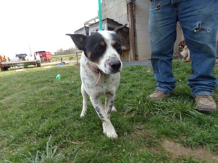 Mutt Dogs for adoption in Zaleski, OH, USA