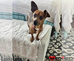 Chiweenie Dogs for adoption in Maryville, TN, USA