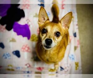 Chihuahua-Unknown Mix Dogs for adoption in Orlando, FL, USA