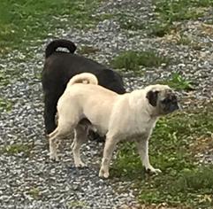 Pug Dogs for adoption in Lancaster, PA, USA