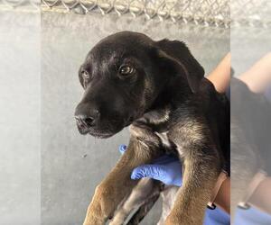 Mutt Dogs for adoption in HESPERIA, CA, USA