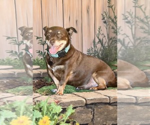Dachshund Dogs for adoption in Menifee, CA, USA