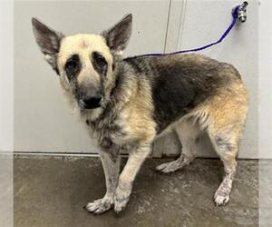 German Shepherd Dog Dogs for adoption in Rosenberg, TX, USA