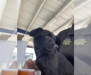 Labrador Retriever Dogs for adoption in Bakersfield, CA, USA