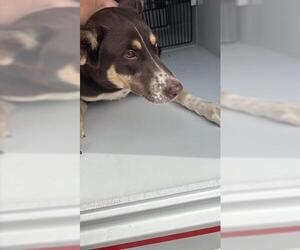 Border Collie-Unknown Mix Dogs for adoption in Houston, TX, USA