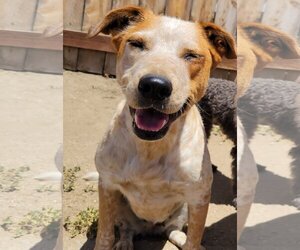 Mutt Dogs for adoption in San Luis Rey, CA, USA