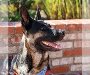 German Shepherd Dog-Unknown Mix Dogs for adoption in San Jose, CA, USA