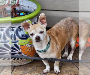 Chihuahua-Unknown Mix Dogs for adoption in New London, WI, USA