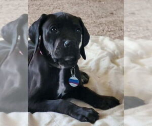Black and Tan Coonhound-Unknown Mix Dogs for adoption in Red Lodge, MT, USA